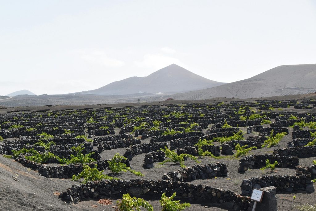 Drive 1 volcanic south Lanzarote - La Geria wine region with vine pits in black volcanic ash.