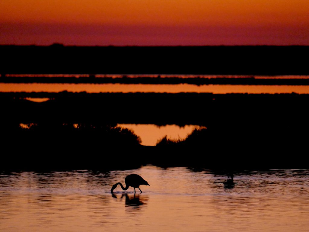 Car hire in Ibiza - Ses Salines Natural Park salt flats and flamingo colony