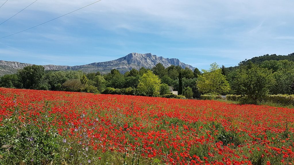 The Montagne Sainte-Victoire limestone massif rising above the Provence landscape from the D17 road east of Aix-en-Provence in golden afternoon light with olive groves in the foreground.
