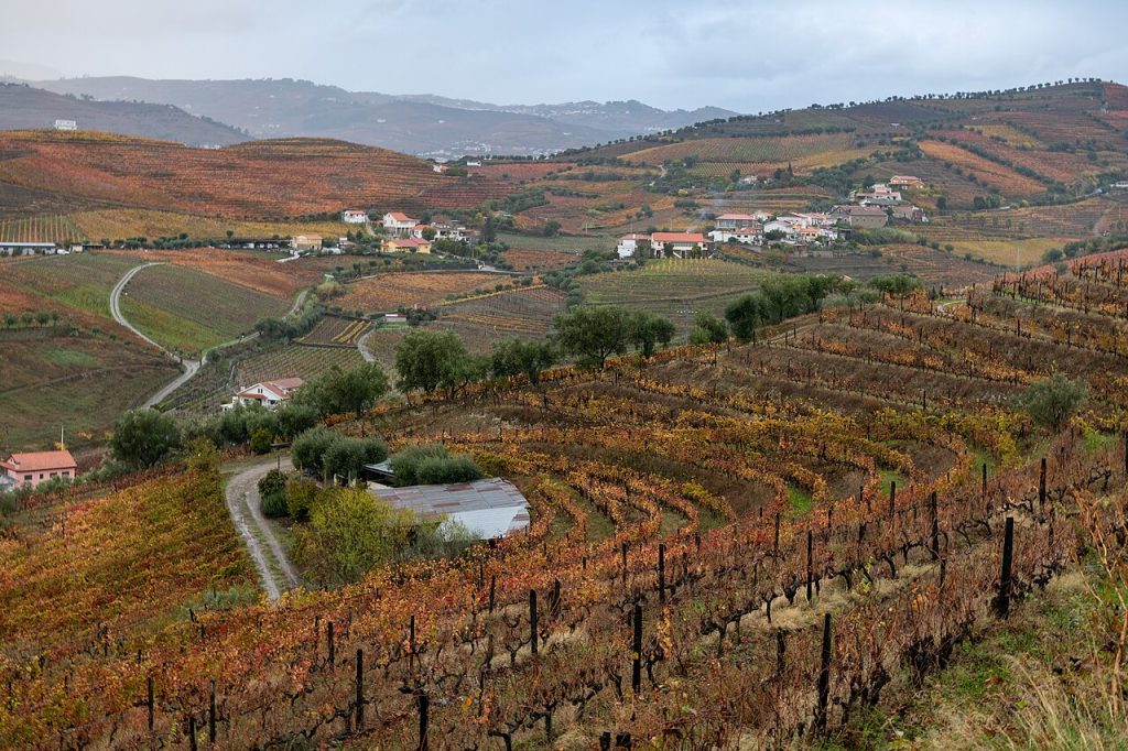 Car hire in Porto: N222 Douro Valley road with UNESCO terraced vineyards on steep schist hillsides above the Douro River. 