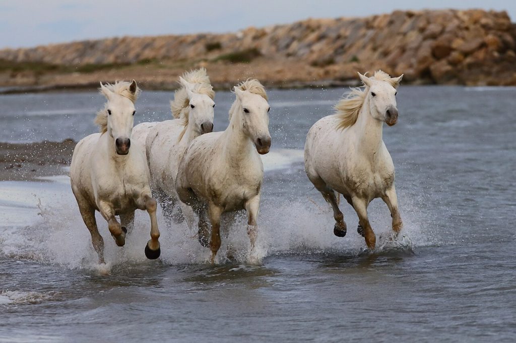 White Camargue horses running free through shallow marsh water near Saintes-Maries-de-la-Mer with flamingos feeding in the lagoon background and blue Provencal sky.