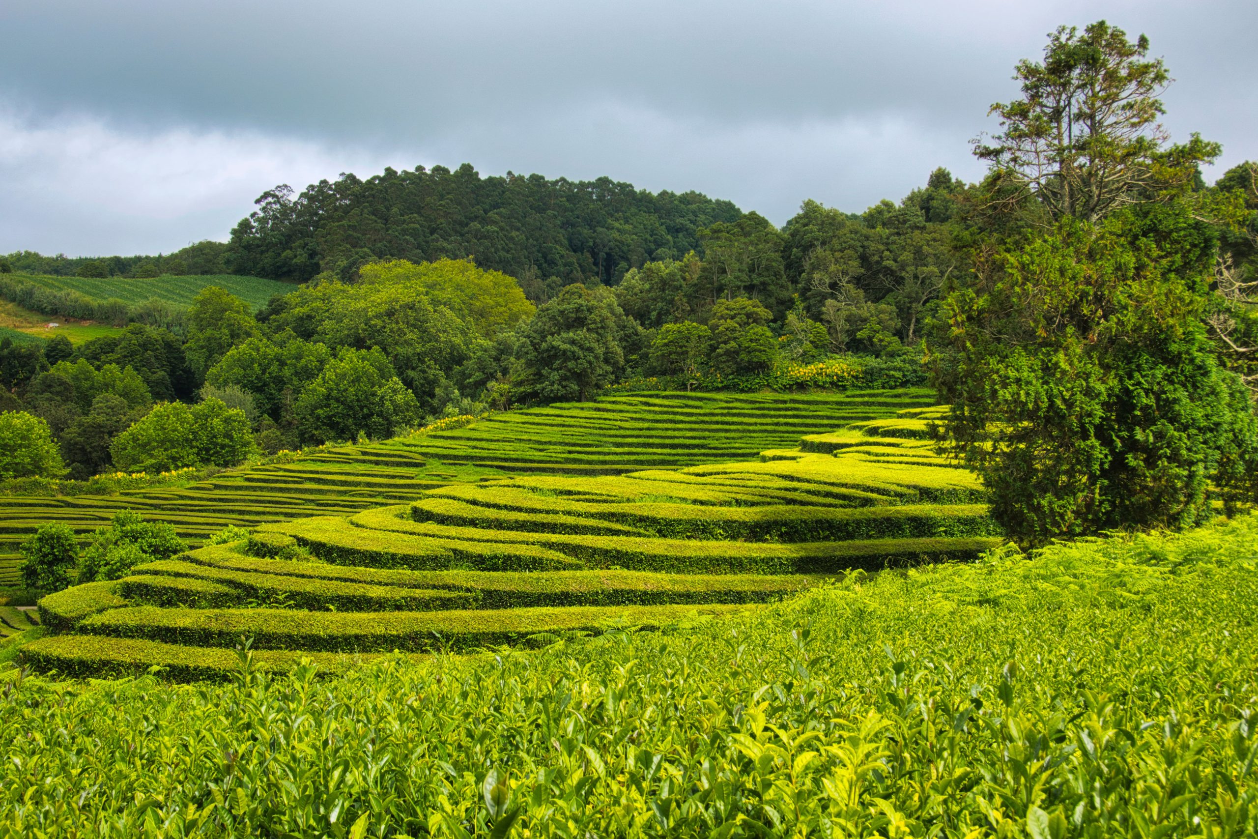 Gorreana tea plantation rows above the sea, the oldest in Europe, Sao Miguel