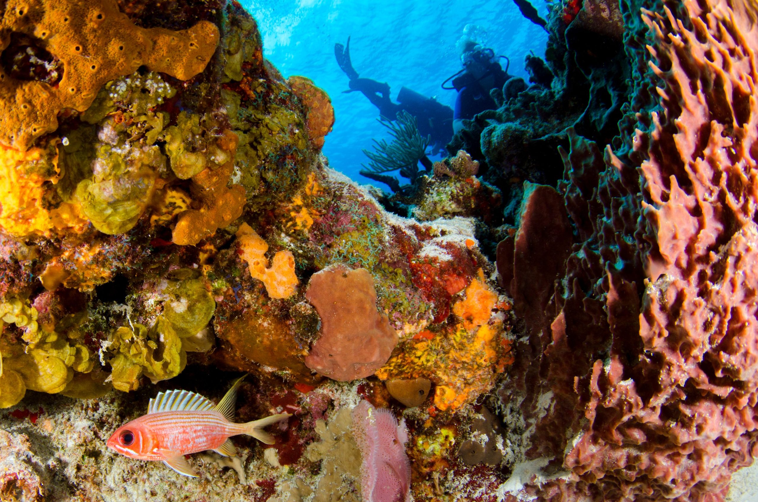 John Pennekamp Coral Reef State Park in Key Largo, the first stop on a Florida Keys road trip from Miami Downtown